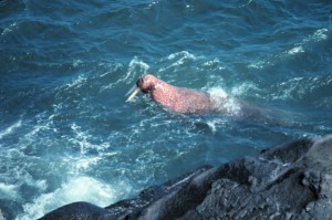 Walrus_-_Odobenus_rosmarus_divergens_-_swimming_0013